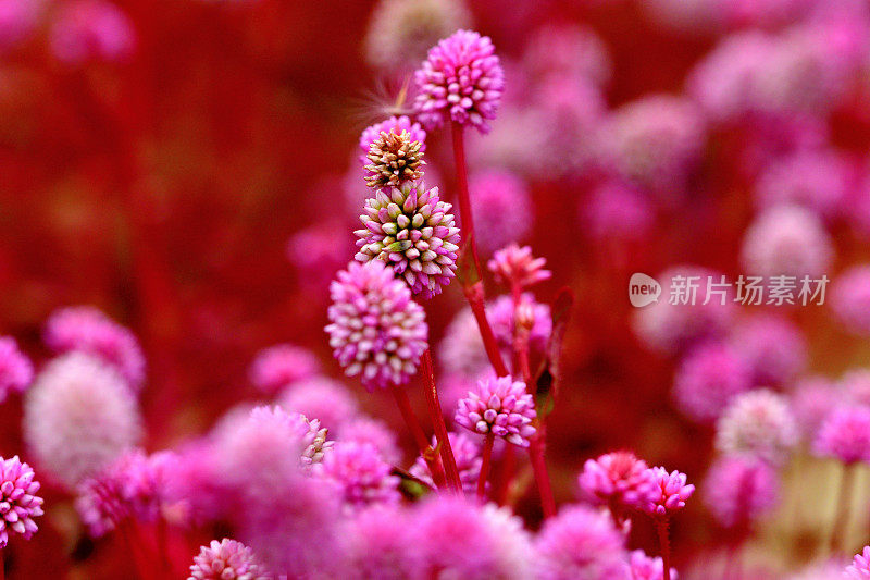 蒲桃/粉红Knotweed / Smartweed Flower